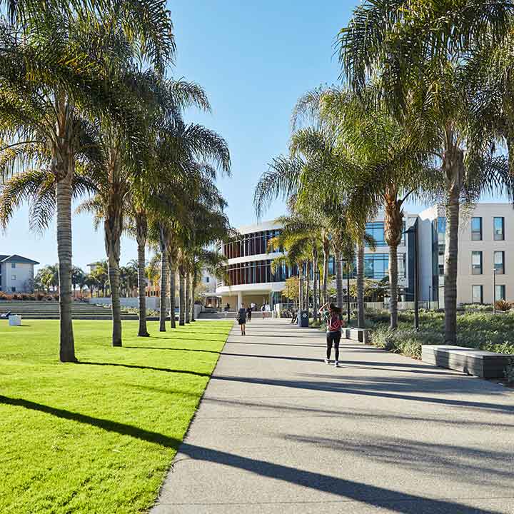Palm trees lining sidewalk on campus