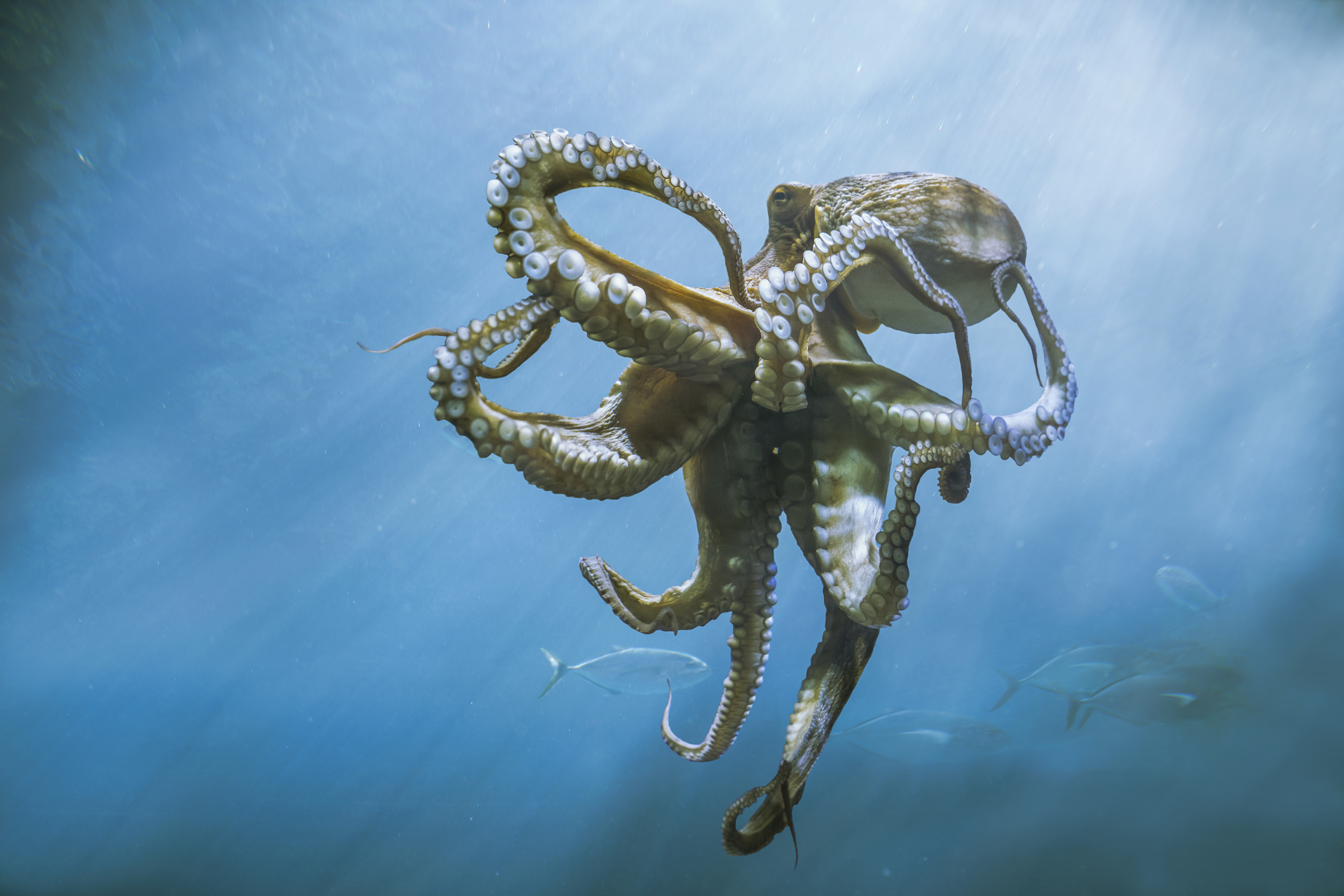 Photo of octopus underwater